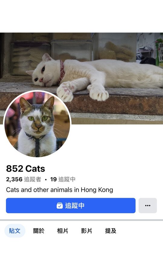 852 Cats 