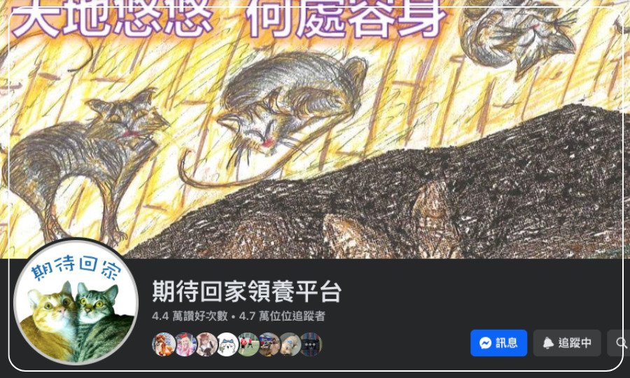 期待回家領養平台