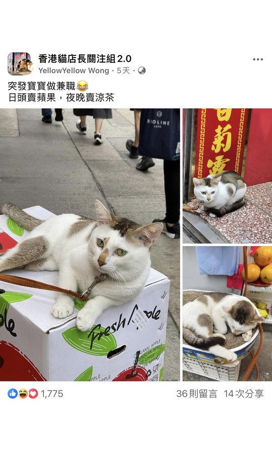 突發寶寶做兼職