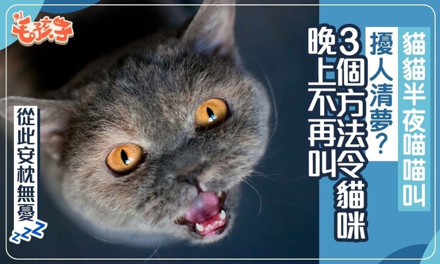 貓咪半夜喵喵叫好困擾？3招改變主子作息習慣　讓你一覺睡到天亮