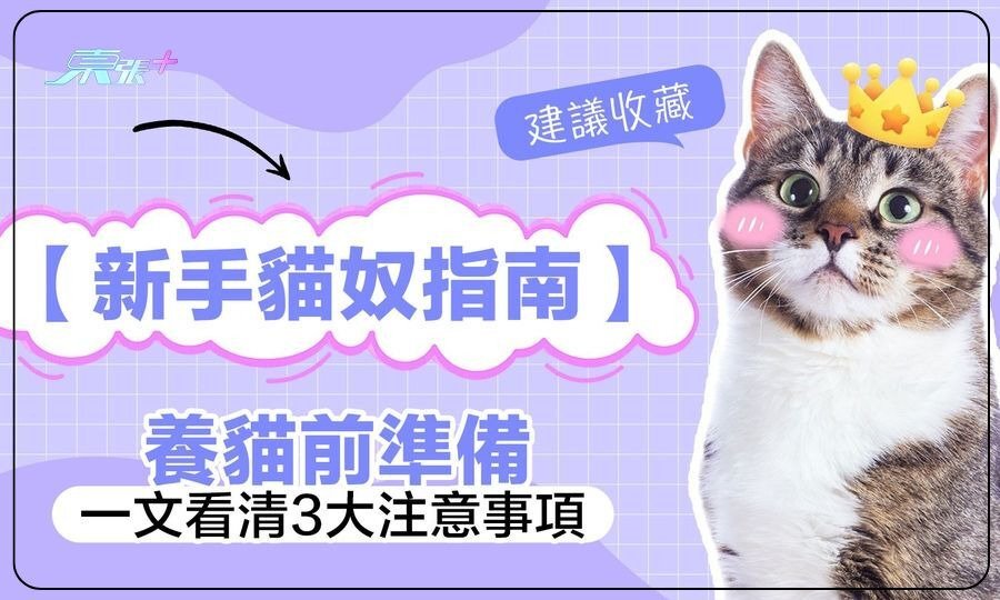 「貓奴」新手必學 一文看清養貓前注意事項